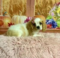 Molly, a female Cocker Spaniel for sale in Ripley, MS – 3 of 9