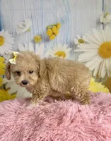 Honey , a female Poodle - Toy  for sale in Ripley, MS – 6 of 10