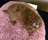 Ava, a female Miniature Aussiedoodle for sale in Ripley, MS – 5 of 5