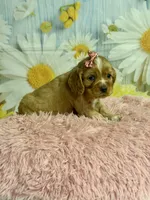Hattie, a female Cocker Spaniel for sale in Ripley, MS – 4 of 8