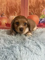 Ash, a male Miniature Dachshund for sale in Ripley, MS – 4 of 10