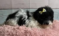 Cookie, a female Poodle - Toy  for sale in Ripley, MS – 2 of 9