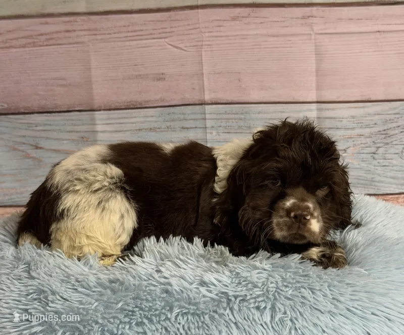 Charles – Cocker Spaniel puppy for sale in Ripley, MS