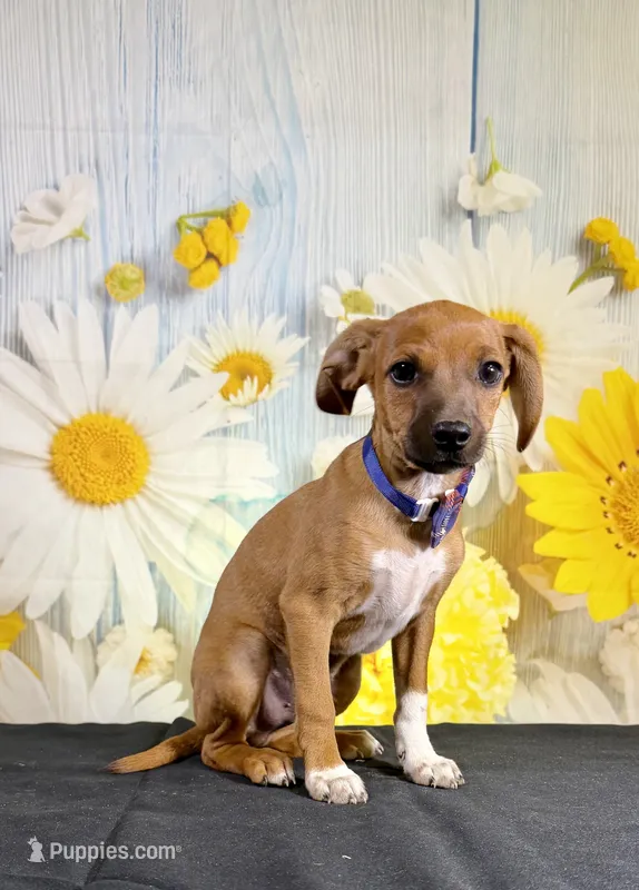Lux – Chihuahua, Miniature Dachshund puppy for sale in Ripley, MS
