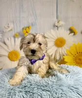 Odie, a male Miniature Schnauzer for sale in Ripley, MS – 6 of 8