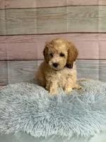 Rudy, a male Miniature Goldendoodle for sale in Ripley, MS – 2 of 4