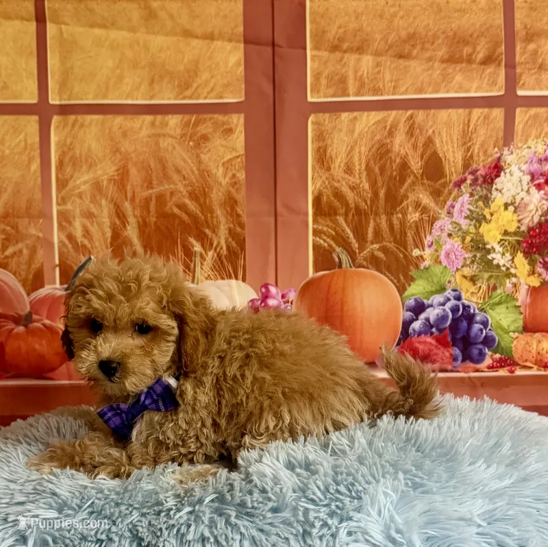 Ben – Cavapoo puppy for sale in Ripley, MS