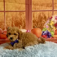 Ben, a male Cavapoo for sale in Ripley, MS – 1 of 8