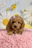 Daisy , a female Poodle - Miniature  for sale in Ripley, MS – 9 of 10