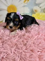 Ivy, a female Schnoodle and Yorkshire Terrier for sale in Ripley, MS – 6 of 10