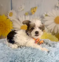 Jasper, a male Yorkshire Terrier for sale in Ripley, MS – 4 of 10
