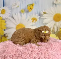 Rosie, a female Poodle - Miniature  for sale in Ripley, MS – 8 of 10