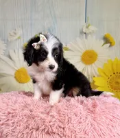 Annie, a female Aussiedoodle for sale in Ripley, MS – 4 of 6