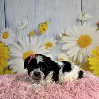 Raya, a female Shihpoo for sale in Ripley, MS – 9 of 10