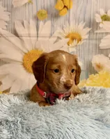 Todd, a male Miniature Dachshund for sale in Ripley, MS – 7 of 10