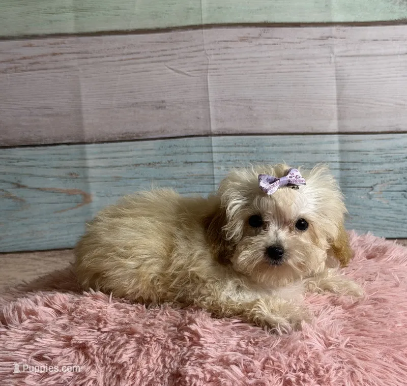 Honey – Poodle - Toy  puppy for sale in Ripley, MS