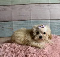 Honey, a female Poodle - Toy  for sale in Ripley, MS – 1 of 7
