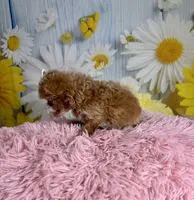 Hattie, a female Poochon for sale in Ripley, MS – 8 of 8