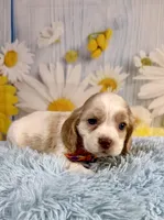 Arlo, a male Cocker Spaniel for sale in Ripley, MS – 3 of 10