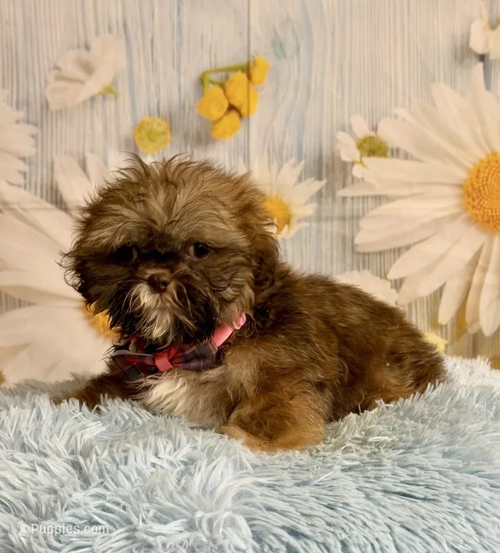 Hank – Shih Tzu puppy for sale in Ripley, MS