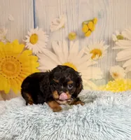 Bentley , a male Cavapoo for sale in Ripley, MS – 3 of 7