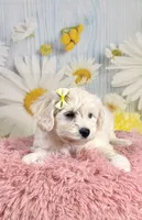 Shiloh , a female Miniature Schnauzer for sale in Ripley, MS – 6 of 10