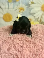 Aurora, a female Cocker Spaniel for sale in Ripley, MS – 4 of 7