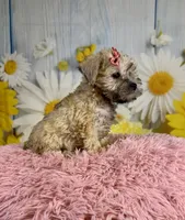 Nova, a female Miniature Schnauzer for sale in Ripley, MS – 8 of 10