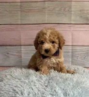 Arlo, a male Poodle - Toy  for sale in Ripley, MS – 2 of 7