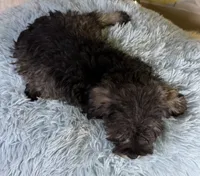 Clark, a male Miniature Schnauzer for sale in Ripley, MS – 9 of 10