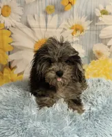 Jack, a male Cavapoo for sale in Ripley, MS – 4 of 6