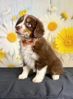 Hunter, a male Miniature Australian Shepherd for sale in Ripley, MS – 5 of 8