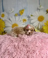 Emma, a female Poochon for sale in Ripley, MS – 1 of 8