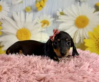 Olive, a female Miniature Dachshund for sale in Ripley, MS – 5 of 8