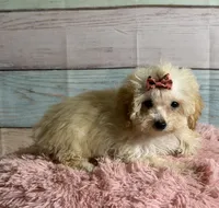 Winnie, a female Poodle - Toy  for sale in Ripley, MS – 3 of 7