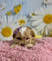Meadow , a female Shihpoo for sale in Ripley, MS – 4 of 8