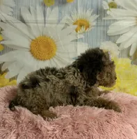 Rain, a female Poodle - Toy  for sale in Ripley, MS – 5 of 9
