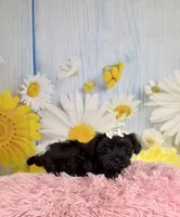 Minnie, a female Morkie for sale in Ripley, MS – 9 of 10
