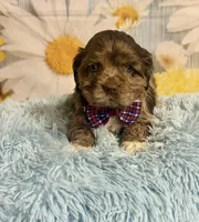 Bojangles , a male Cocker Spaniel for sale in Ripley, MS – 6 of 10