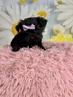 Lulu, a female Morkie for sale in Ripley, MS – 8 of 10