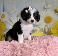 Annie, a female Aussiedoodle for sale in Ripley, MS – 1 of 6