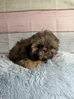 Gizmo, a male Shih Tzu for sale in Ripley, MS – 3 of 9