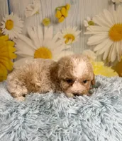 Ozzy, a male Poochon for sale in Ripley, MS – 9 of 9