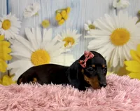 Olive, a female Miniature Dachshund for sale in Ripley, MS – 2 of 8