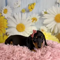 Olive, a female Miniature Dachshund for sale in Ripley, MS – 4 of 8