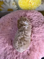 Emma, a female Poochon for sale in Ripley, MS – 8 of 8