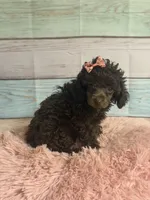 Jill, a female Poodle - Toy  for sale in Ripley, MS – 6 of 10