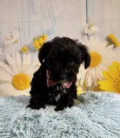 Tony, a male Miniature Schnauzer for sale in Ripley, MS – 3 of 9