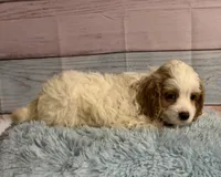 Ben, a male Cockapoo for sale in Ripley, MS – 2 of 5