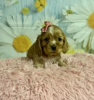 Hattie, a female Cocker Spaniel for sale in Ripley, MS – 2 of 8